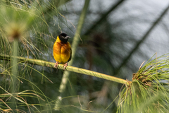 Ploceus melanocephalus