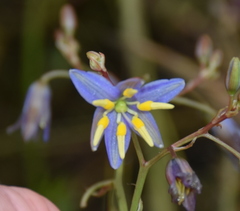 Dianella amoena