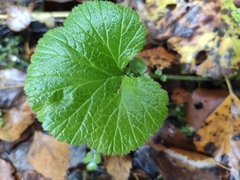 Geum