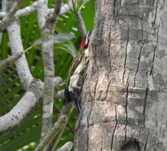 Dinopium benghalense