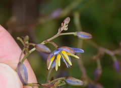 Dianella amoena