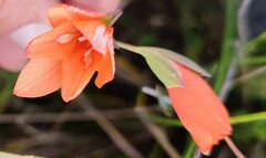 Gladiolus brevitubus