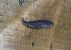 Notopterus notopterus