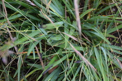Dianella amoena