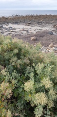 Chenopodium parabolicum