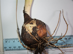 Ledebouria asperifolia