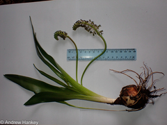 Ledebouria asperifolia