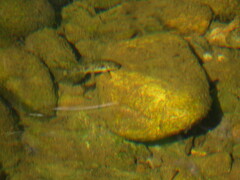 Catostomus occidentalis