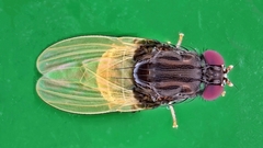 Minettia longipennis