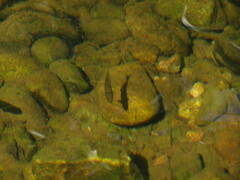 Catostomus occidentalis