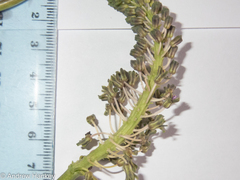 Ledebouria asperifolia