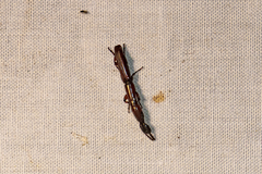 Brentidae