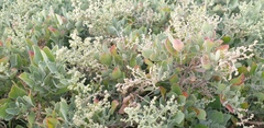 Chenopodium parabolicum
