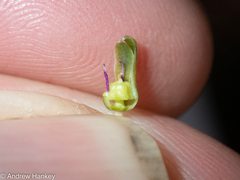 Ledebouria asperifolia