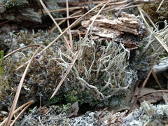 Cladonia glauca