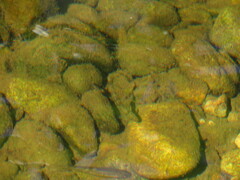 Catostomus occidentalis