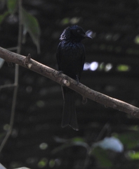 Dicrurus aeneus