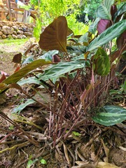 Goeppertia picturata