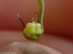 Ledebouria asperifolia