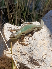 Podarcis melisellensis