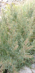Atriplex paludosa