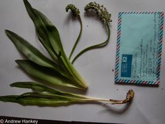 Ledebouria asperifolia