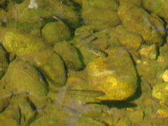 Catostomus occidentalis