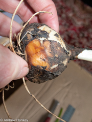 Ledebouria asperifolia