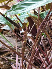 Goeppertia picturata