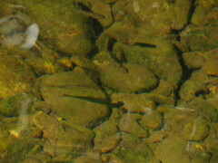 Catostomus occidentalis