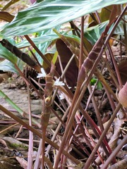 Goeppertia picturata