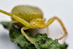 Misumenops