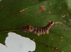 Falcaria lacertinaria