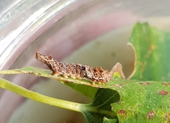 Falcaria lacertinaria