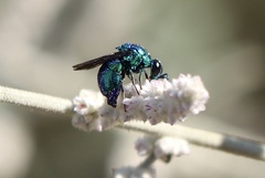 Stilbum