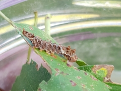 Falcaria lacertinaria