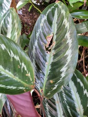 Goeppertia picturata