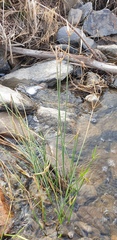 Cyperus vaginatus