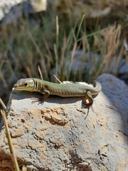 Podarcis melisellensis