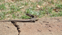 Trachylepis punctatissima