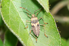 Hypselonotus punctiventris
