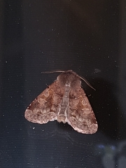 Orthosia gothica