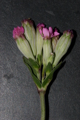 Silene rubella
