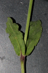 Silene rubella