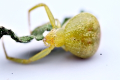 Misumenops