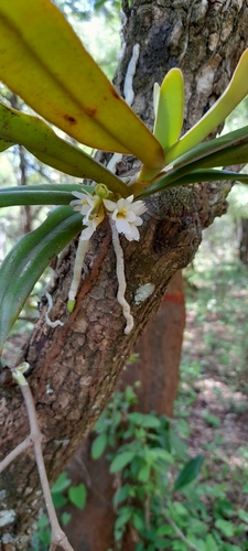 Calyptrochilum christyanum, photograph 6