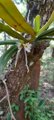 Calyptrochilum christyanum, photograph (c) Mathew Rees, some rights reserved (CC BY)