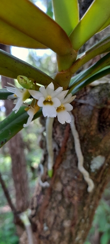 Calyptrochilum christyanum
