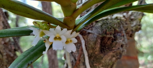 Calyptrochilum christyanum