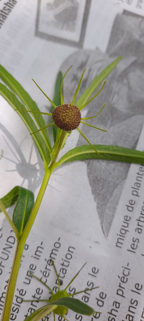 Dorstenia benguellensis, Kipushi, Democratic Republic of the Congo